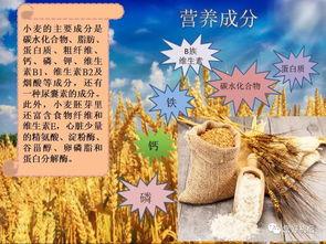 万里归乡之麦浪无声